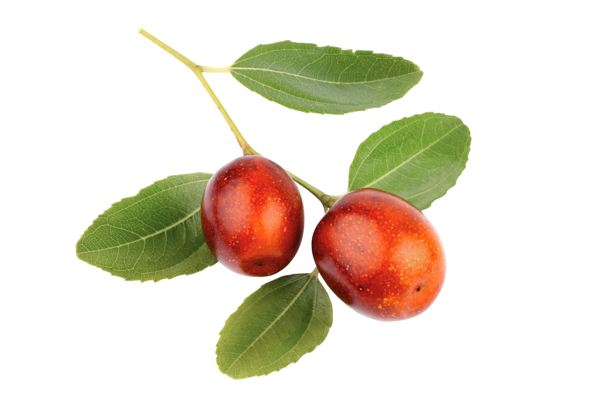 Fruit du jujubier